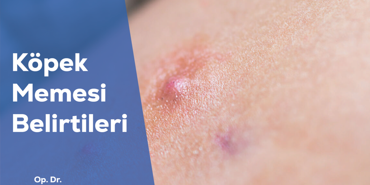 Köpek Memesi Belirtileri