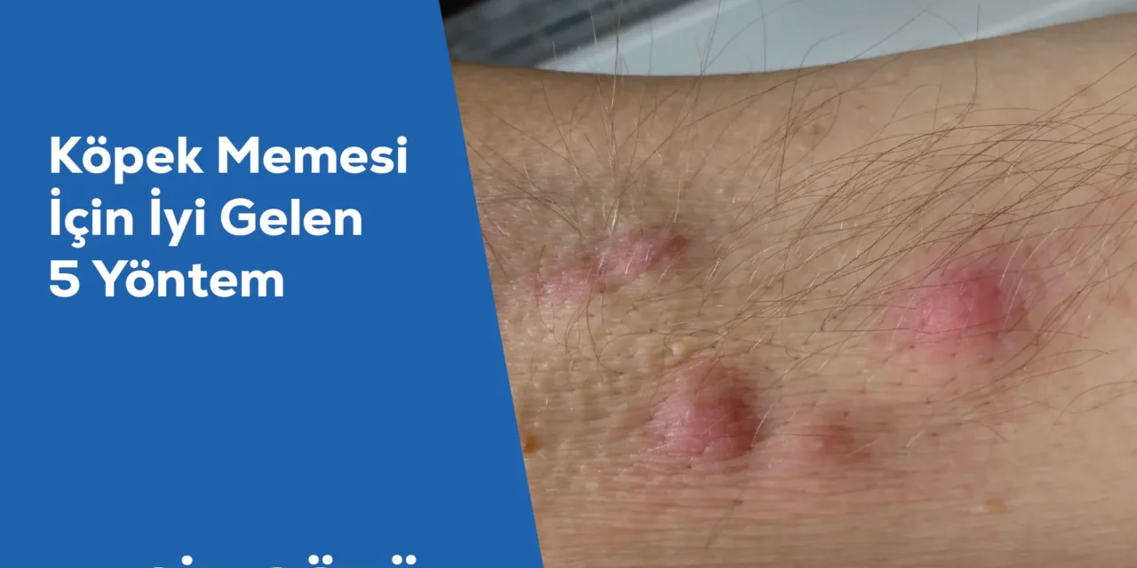 Köpek Memesi İçin İyi Gelen 5 Yöntem